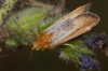 Pterothrixidia rufella (Duponchel, 1836)