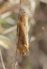 Pterothrixidia rufella (Duponchel, 1836)