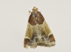 Pyralis farinalis (Linnaeus, 1758)