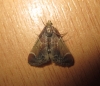 Pyralis farinalis (Linnaeus, 1758)