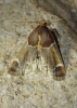 Pyralis farinalis (Linnaeus, 1758)