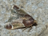 Pyralis farinalis (Linnaeus, 1758)