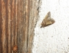 Pyralis farinalis (Linnaeus, 1758)
