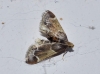Pyralis farinalis (Linnaeus, 1758)