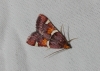 Pyralis regalis Denis & Schiffermller, 1775
