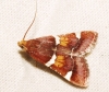 Pyralis regalis Denis & Schiffermller, 1775