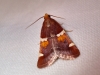 Pyralis regalis Denis & Schiffermller, 1775