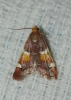 Pyralis regalis Denis & Schiffermller, 1775