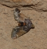 Pyralis farinalis (Linnaeus, 1758)