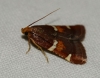 Pyralis regalis (Denis & Schiffermller, 1775)