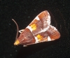 Pyralis regalis Denis & Schiffermller, 1775