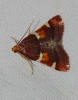 Pyralis regalis Denis & Schiffermller, 1775
