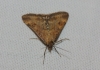 Pyrausta despicata (Scopoli, 1763)