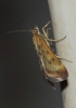 Pyrausta despicata (Scopoli, 1763)