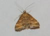 Pyrausta despicata (Scopoli, 1763)