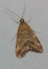 Pyrausta despicata (Scopoli, 1763)