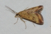 Pyrausta despicata (Scopoli, 1763)