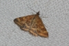 Pyrausta despicata (Scopoli, 1763)