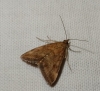 Pyrausta despicata (Scopoli, 1763)