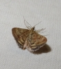 Pyrausta despicata (Scopoli, 1763)