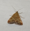 Pyrausta despicata (Scopoli, 1763)