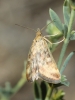 Pyrausta despicata (Scopoli, 1763)