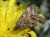 Pyrausta despicata (Scopoli, 1763)