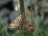 Pyrausta despicata (Scopoli, 1763)