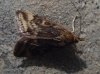 Pyrausta despicata (Scopoli, 1763)
