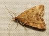 Pyrausta despicata (Scopoli, 1763)