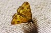 Pyrausta despicata (Scopoli, 1763)