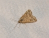 Pyrausta despicata (Scopoli, 1763)