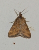 Pyrausta despicata (Scopoli, 1763)
