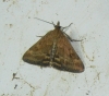 Pyrausta despicata (Scopoli, 1763)