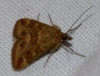 Pyrausta despicata (Scopoli, 1763)