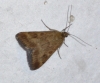 Pyrausta despicata (Scopoli, 1763)