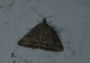 Pyrausta despicata (Scopoli, 1763)