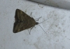 Pyrausta despicata (Scopoli, 1763)