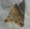 Pyrausta despicata (Scopoli, 1763)