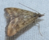 Pyrausta despicata (Scopoli, 1763)