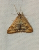 Pyrausta despicata (Scopoli, 1763)