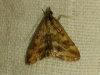 Pyrausta despicata (Scopoli, 1763)