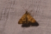 Pyrausta despicata (Scopoli, 1763)