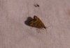 Pyrausta despicata (Scopoli, 1763)