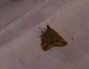 Pyrausta despicata (Scopoli, 1763)