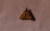 Pyrausta despicata (Scopoli, 1763)