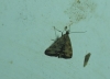 Pyrausta despicata (Scopoli, 1763)