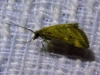 Pyrausta despicata (Scopoli, 1763)