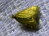 Pyrausta despicata (Scopoli, 1763)