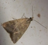 Pyrausta despicata (Scopoli, 1763)